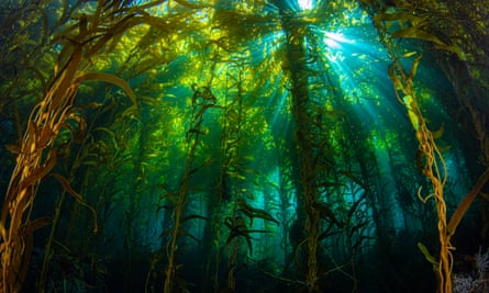 Sunlight streaming through a kelp forest off Anacapa Island, California.