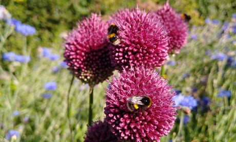 Bees spotted by Pippa Browning