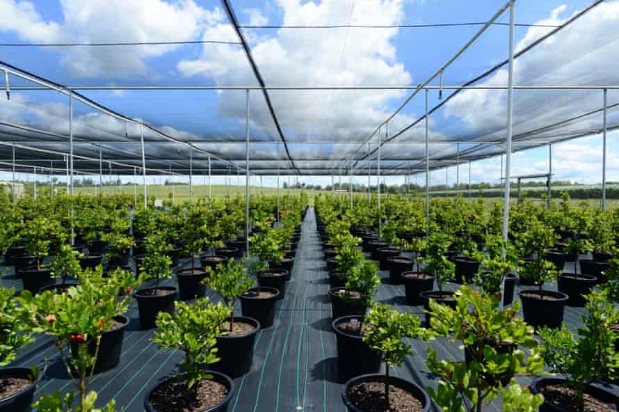 Synsepalum dulcificum plants