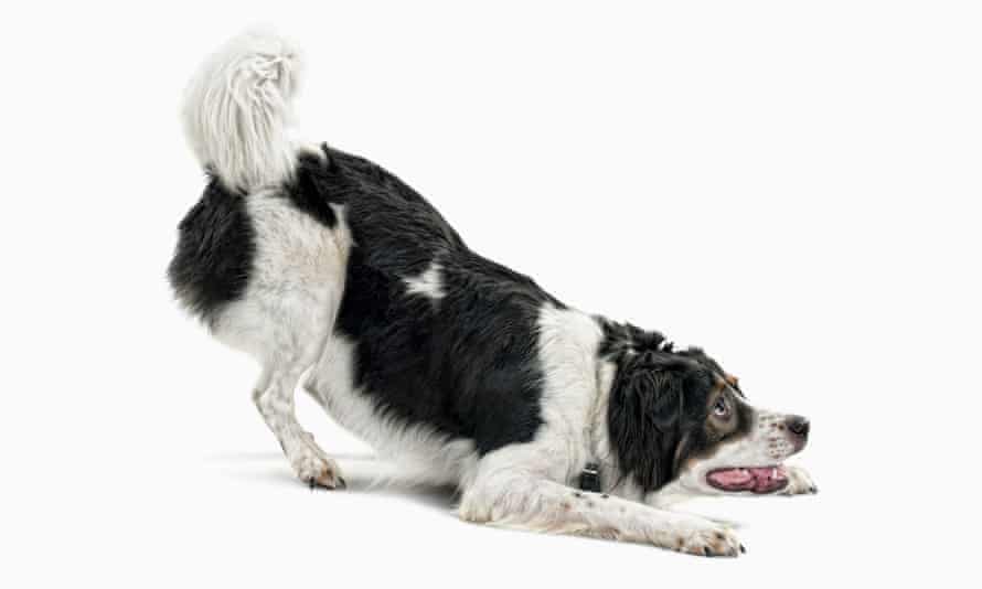 Side view of mix-breed dog