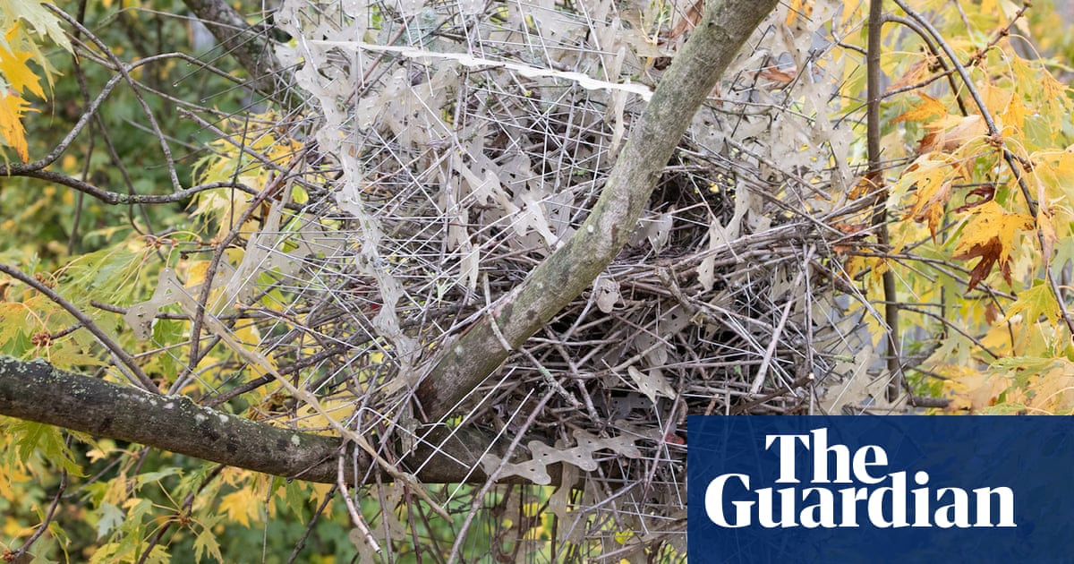 Crows and magpies using anti-bird spikes to build nests, researchers find