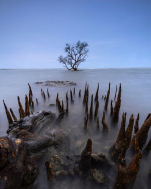 Honourable Mention, Landscape Waluya Priya Atmaja, IndonesiaMangrove tree. This photo was taken in Lamongan, East Java at sunset. Mangroves were planted to reduce the impact of abrasion around this area.