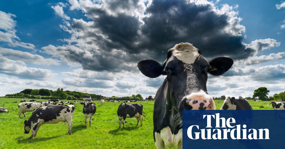 UK organic dairy farmers fear for futures as food prices soar