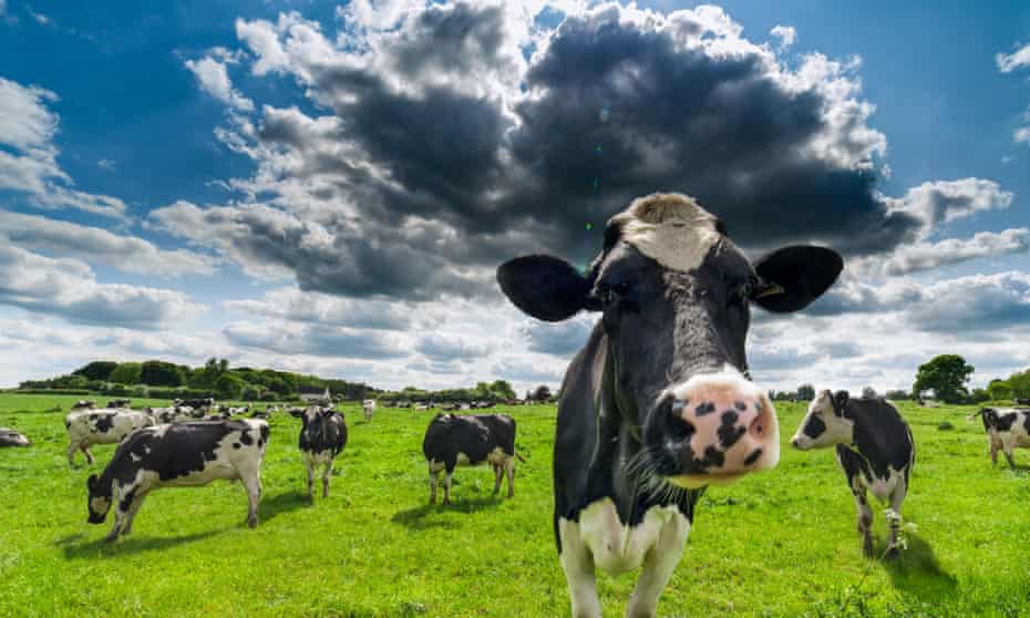Fresian cows on a farm