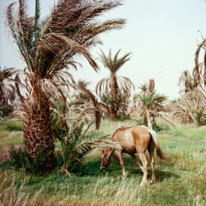 A horse beside a tree in Morocco