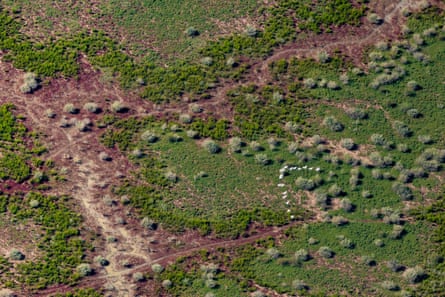 Royal spoonbill fly over wetlands