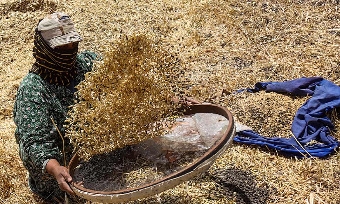 A person winnows grain