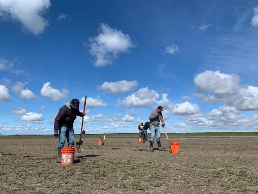 Workers with River Partners plant milkweed at the Yolo Bypass Wildlife Area in the Sacramento valley.