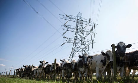 Cows gather beneath an electricity pylon in Somerset