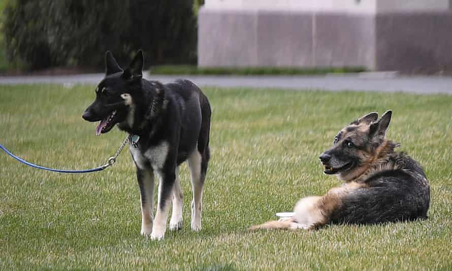 Champ, right, and Major.