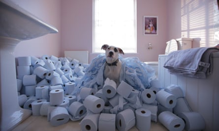 Dog surrounded by toilet rolls