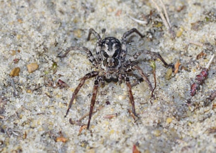 Mike Waite found several male great fox-spiders, one female, pictured, and some unidentifiable immature spiderlings.