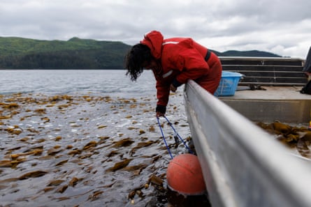 A scientist in a red jacket leans over the side of a boat to examine kelp on the surface of a huge lake.