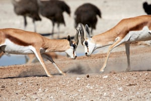 The male springbok threaten each other in a battle for dominance in Etosha National Park, Namibia.