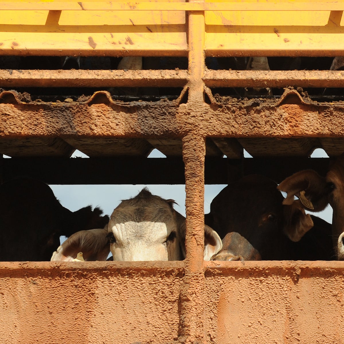 Government Must Reconsider Cruel Live Cattle Exports To China Rspca Says World News The Guardian