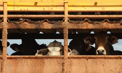 Government must reconsider 'cruel' live cattle exports to China, RSPCA says  | Animal welfare | The Guardian