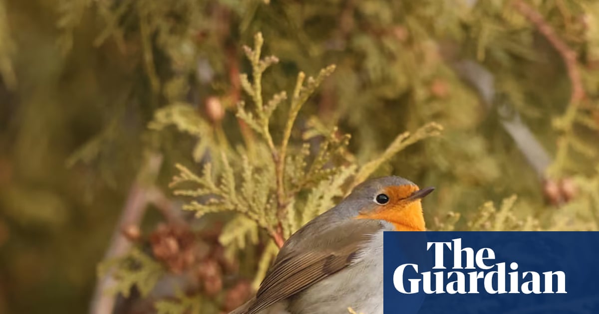 ‘We feel kinda bad when a solo bird shows up’: Canada sees its first European robin – but how did it get there?