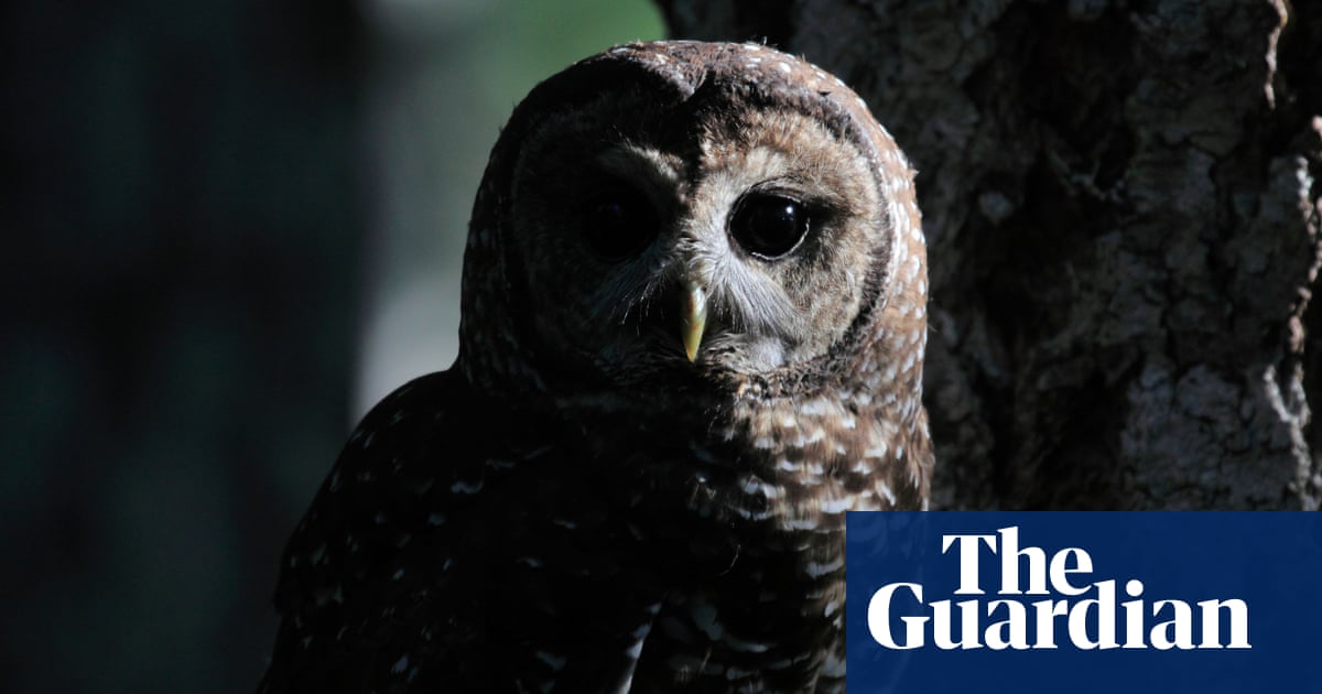 Love rats: Canadians get chance to feed rodents named after old flames to owls | Canada Love rats: Canadians get chance to feed rodents named after old flames to owls | Canada