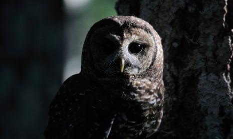 The northern spotted owl has been listed as threatened since 1990.