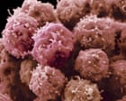 Lab-grown cells replicate early development of human heart