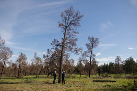Michael Gooch who runs wildlife tours in the park and Dr Victor Hurley inspect a hollow using a camera on an extension pole