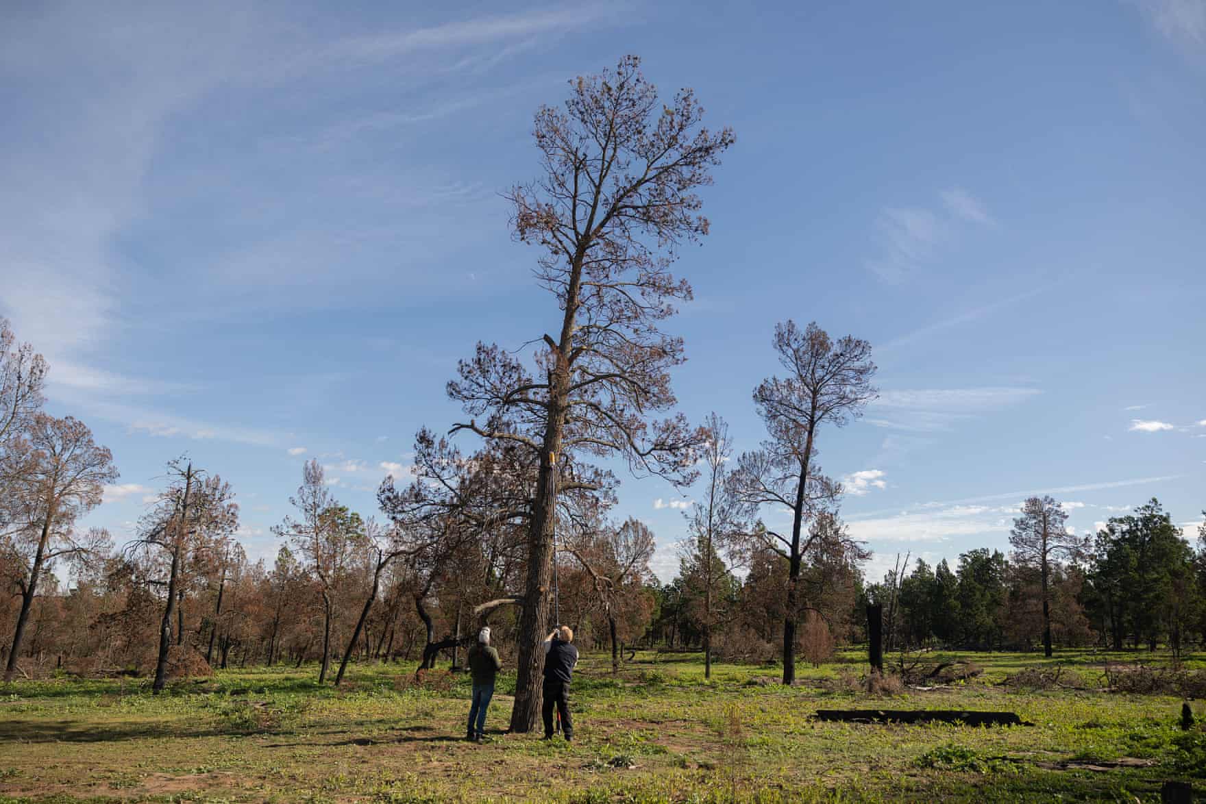 Michael Gooch who runs wildlife tours in the park and Dr Victor Hurley inspect a hollow using a camera on an extension pole