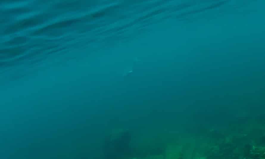 A única foto subaquática que fiz há 2 anos
