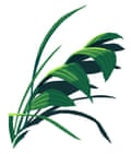 leafs