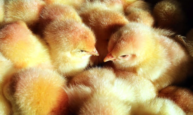 Male chicks at a farm