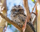 Tawny frogmouth named 2025 Australian bird of the year – live