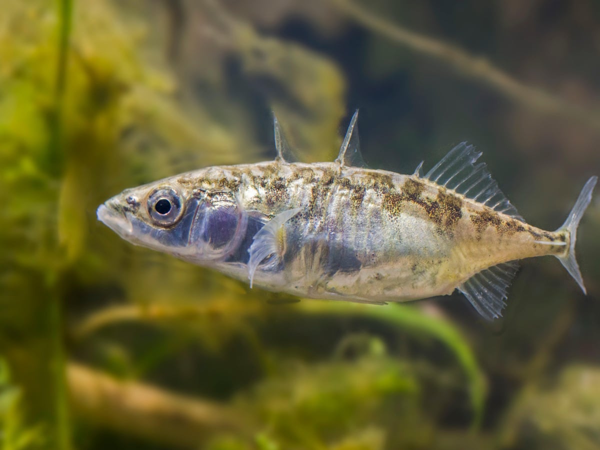 Social rules help varied personalities work as a team, fish study shows | Animal  behaviour | The Guardian