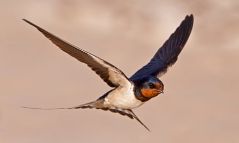 The swallow, Hirundo rustica, travels 6,000 miles to South Africa during our winter.