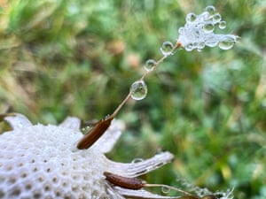 The week in wildlife – in pictures 18 Water droplets on the seeds of a dandelion flower during a wet and foggy day in Toronto, Ontario, Canada