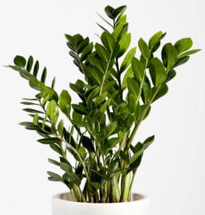 Cómo prepara tu jardín para la primavera 2 If indoor plants die on you, try zamioculcas, available from Ikea.