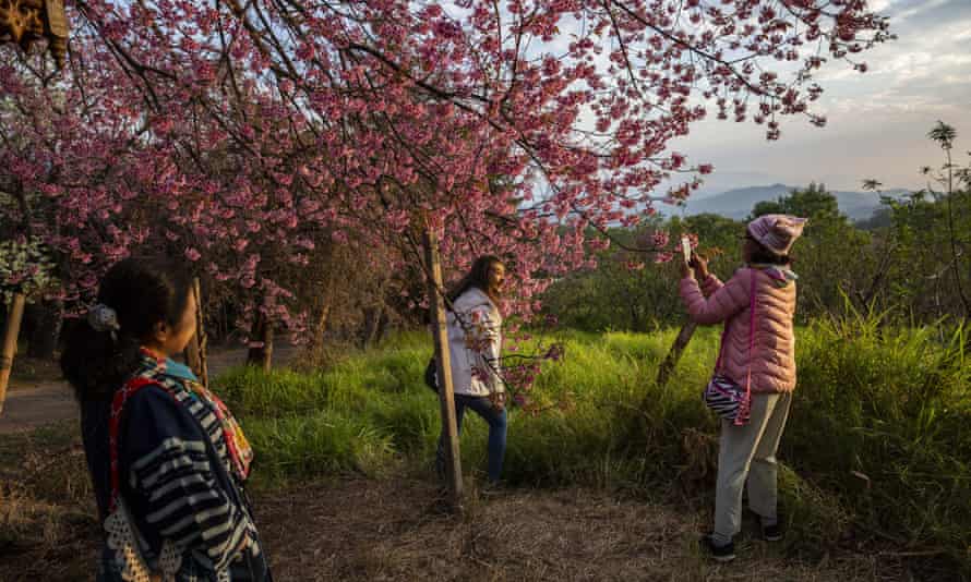 Tourists take photos in front of blossoms on Himalayan Cherry Trees in Chiangmai, Thailand, 14 January 2022.