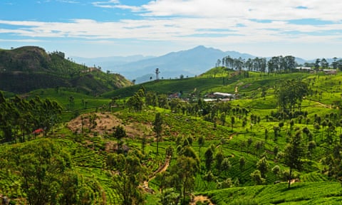View of tea plantations from Lipton’s Seat, Haputale, Sri Lanka, Asia