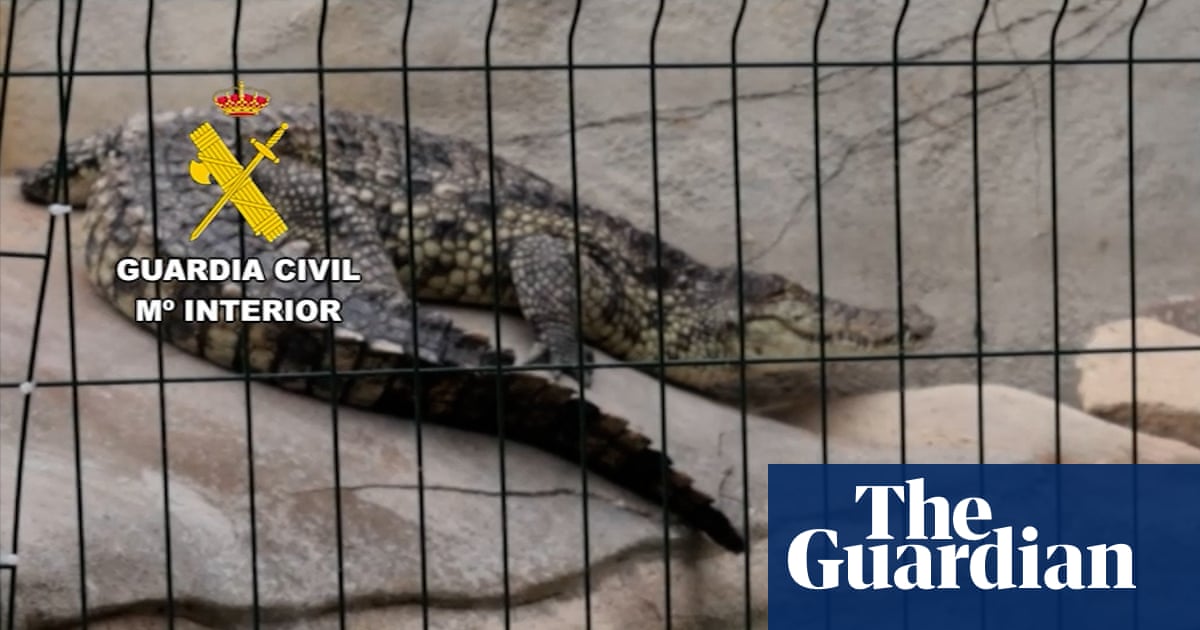 Nile crocodiles and Burmese python among rare species seized in Spain | Spain