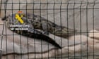 Nile crocodiles and Burmese python among rare species seized in Spain