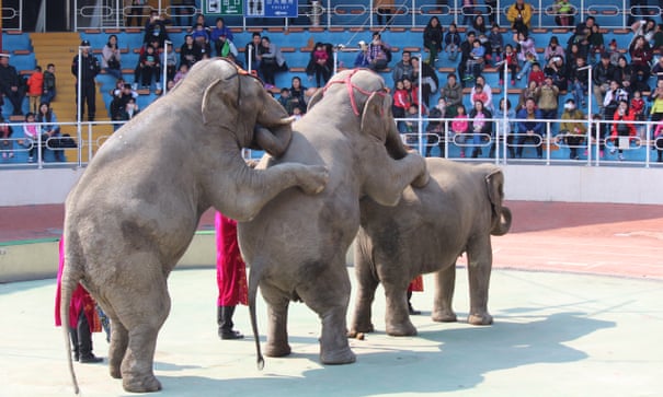 POLL: Should wild elephants be sold to Chinese zoos? 5184