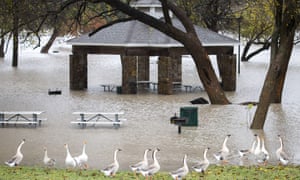 Geese walks along the edge of rising floodwater in Towne Lake Park on Friday, Nov. 27, 2015, in McKinney, Texas.