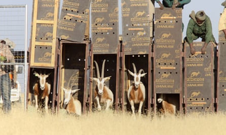 The animals were released into the wild in Chad.