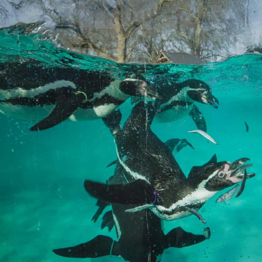 Feeding time for the penguins. There are 64 penguins and they all have names