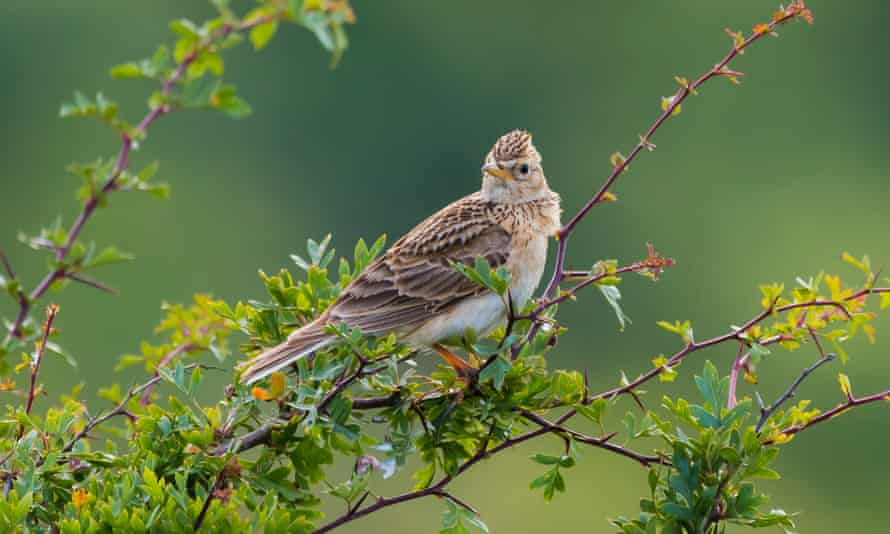 Eurasian skylark perched on a branch of a small bush or tree in Summer