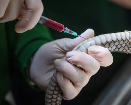 Arthur, the 11-year-old king cobra, has a small abnormality on his spine which needs regular checks