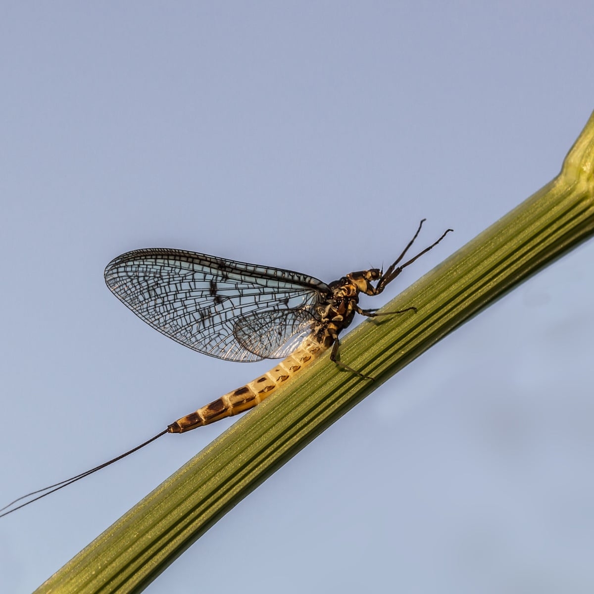 Insect declines: new alarm over mayfly is 'tip of iceberg', warn experts | Insects | The Guardian