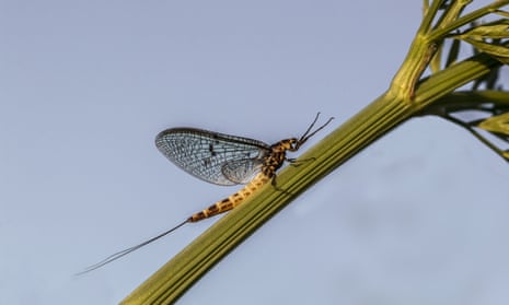 Clouds of emerging mayflies were once a regular sight on English summer evenings but pollution has significantly affected numbers. 