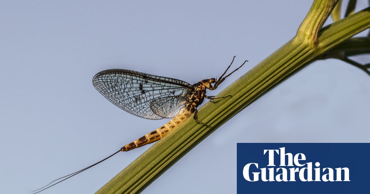 River insects and lichens bucking trend of wildlife losses - The Guardian
