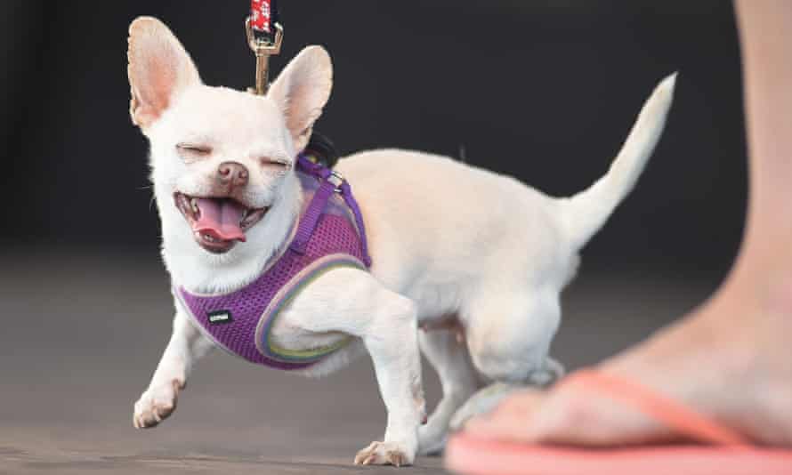 Five Distinct Types Of Dog Existed By End Of Last Ice Age Study Finds Animals The Guardian