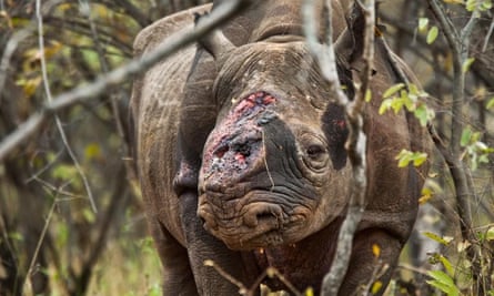 A rhino mutilated by poachers for its horn.