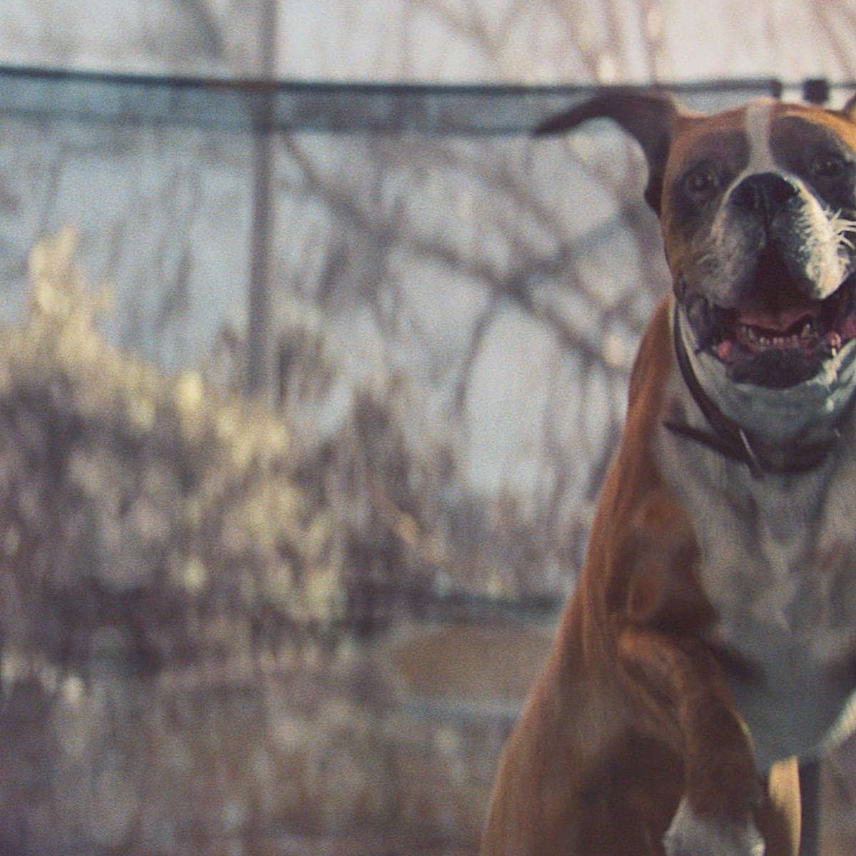 John Lewis Christmas Advert Buster The Boxer Is A Sledgehammer To 2016 Television Radio The Guardian